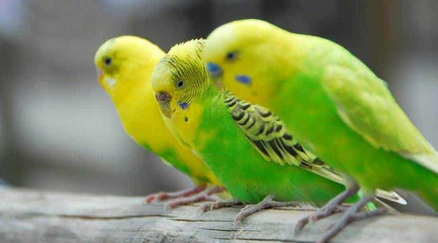 papuga falista żółta