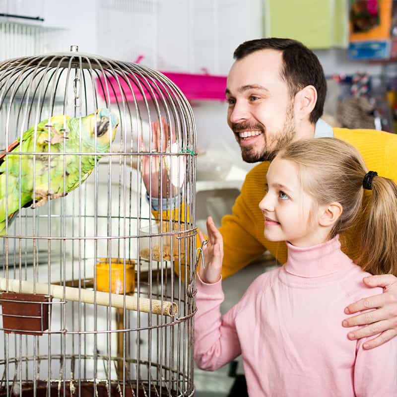 Jak wybrać Papugę