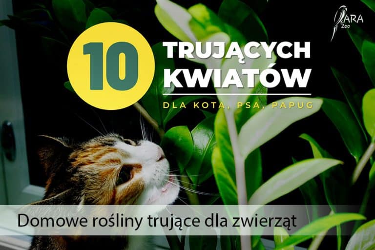 Rośliny niebezpieczne dla zwierząt