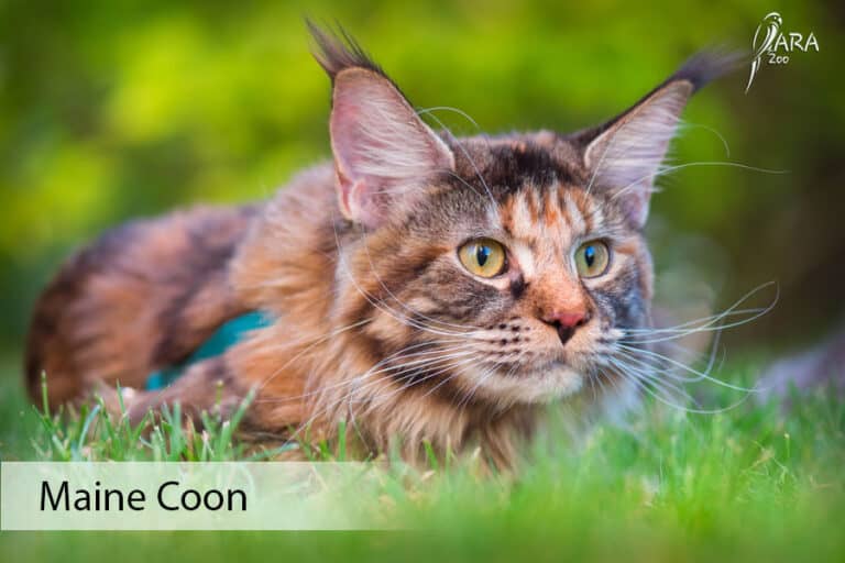 Majkun koty Maine coon cena Wielkość Charakter Hodowla Żywienie opieka
