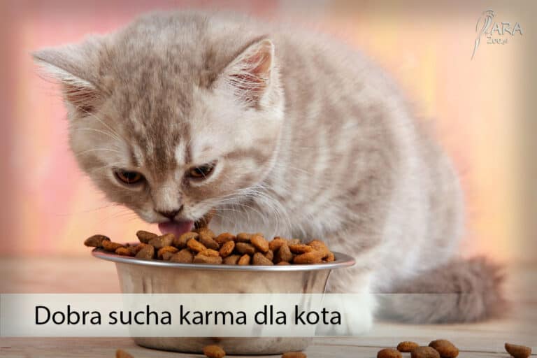 Dobra sucha karma dla kota. Jaką wybrać, aby nie zaszkodzić swojemu kotu?