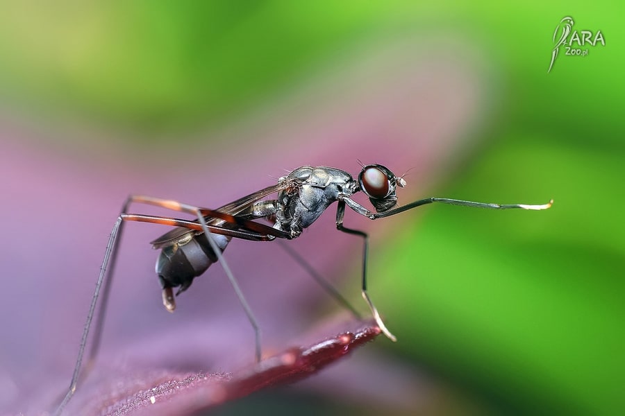 ugryzienie mrówki