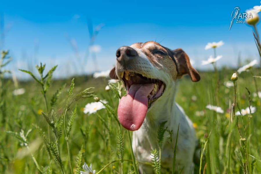 czemu pies je trawę
