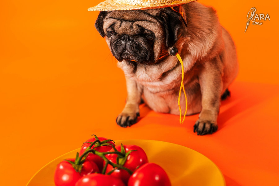 czy pies może  jeść pomidory