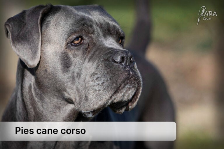 Pies cane corso — Sprawdź charakter, cenę i nie tylko! Poznaj tę rasę bliżej!