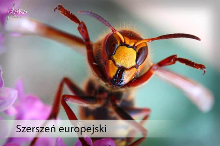Szerszeń europejski - owad podobny do Osy