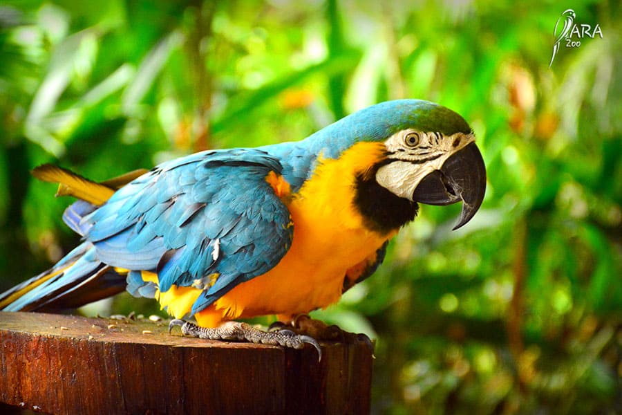 Papuga Ara informacje
